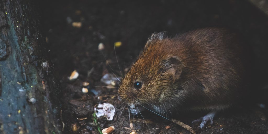 Vermin digging into waste bin and possibly act as COVID-19 carriers